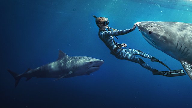 Watch Shark Whisperer Online