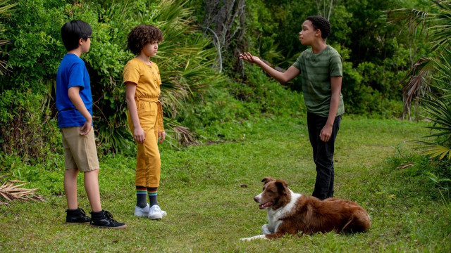 Watch Pet Investigators Online