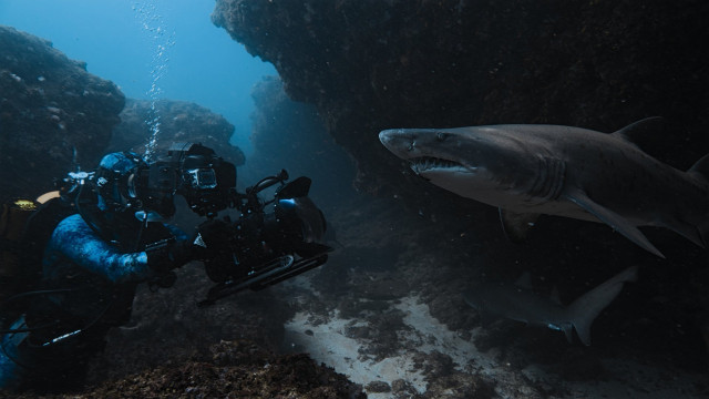 Watch Sharks Up Close with Bertie Gregory Online
