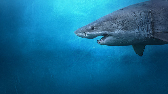 Watch Sharks of the North Online