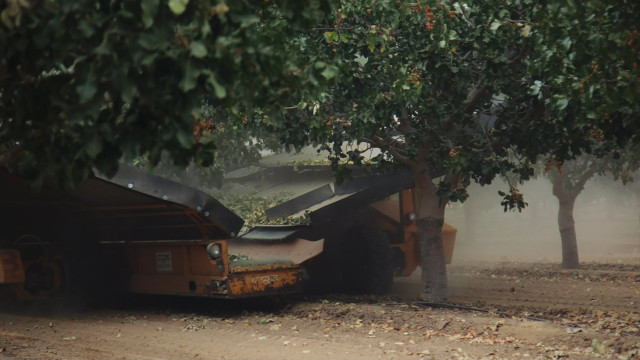 Watch Pistachio Wars Online