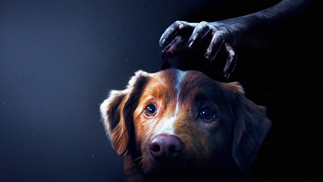 Watch Good Boy Online
