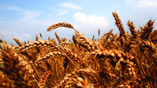 Watch Wheat Online