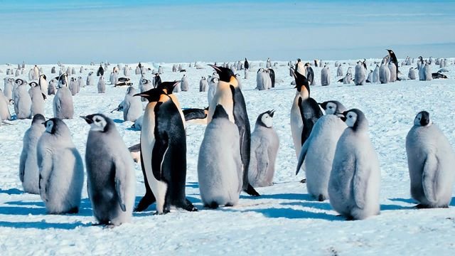 Watch Emperors of the Ice Online