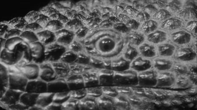 Watch The Giant Gila Monster Online