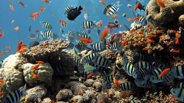 Watch The Great Barrier Reef Online