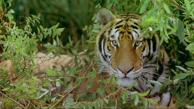 Watch India: Kingdom of the Tiger Online