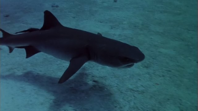 Watch Sharks' Treasure Online