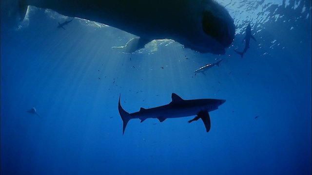 Watch Ocean Oasis Online