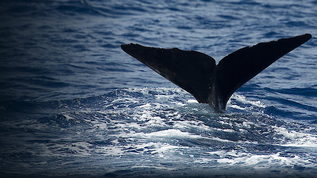 Watch Patrick and the Whale Online