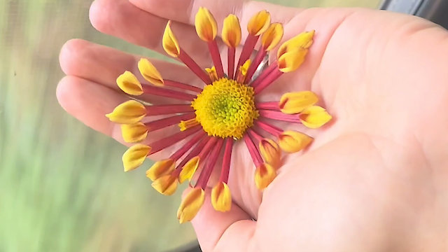 Watch Voluntary Memory Online