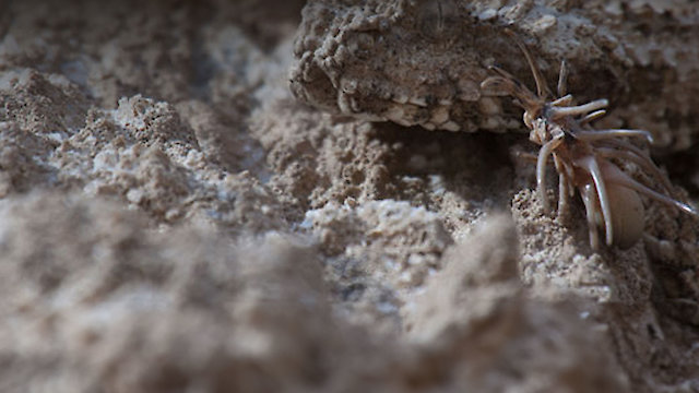 Watch In the Realm of the Spider-Tailed Viper Online