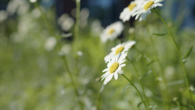 Watch Daniel's Garden Online