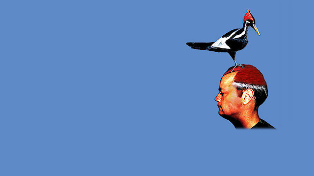 Watch Woodpecker Online