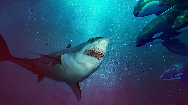 Watch Great White Reign of Terror Online