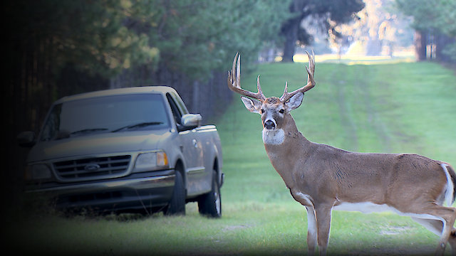 Watch The Private Life of Deer Online