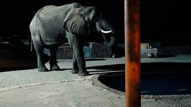Watch Elephant Refugees Online