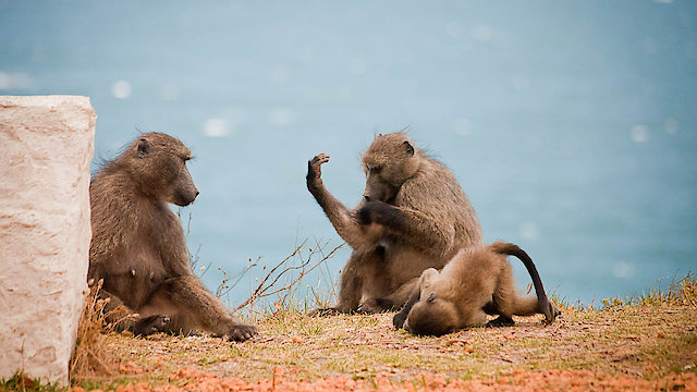 Watch Baboon Bandits Online