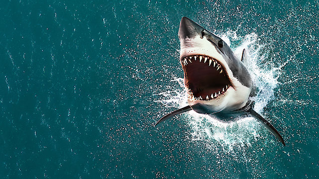 Watch Air Jaws: The Hunt for Colossus Online