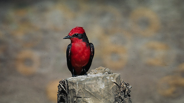 Watch Wildlife With No Barriers Online