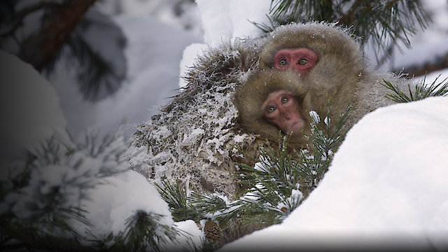 Watch Snow Monkeys Online