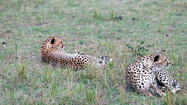 Watch Galapagos and Africa, Nature is Here Online