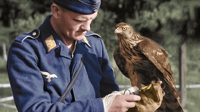 Watch Animals at War: Wild Heroes of World War II Online