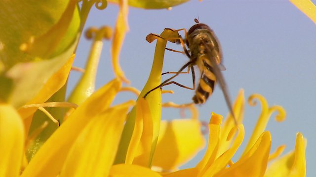 Watch Insect World Online