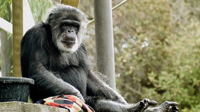 Watch Cobby: The Other Side of Cute Online