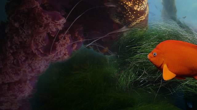 Watch Seasons of the Sea: A Film by Howard Hall Online