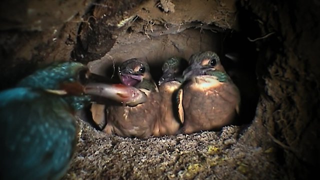 Watch Germany's Wild Amazon Online