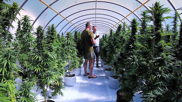 Watch Weedonomics Online