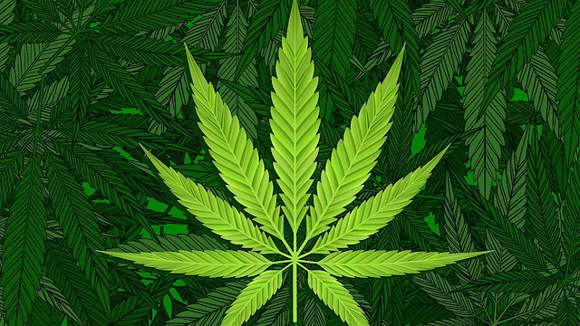 Watch Marijuana Business Online