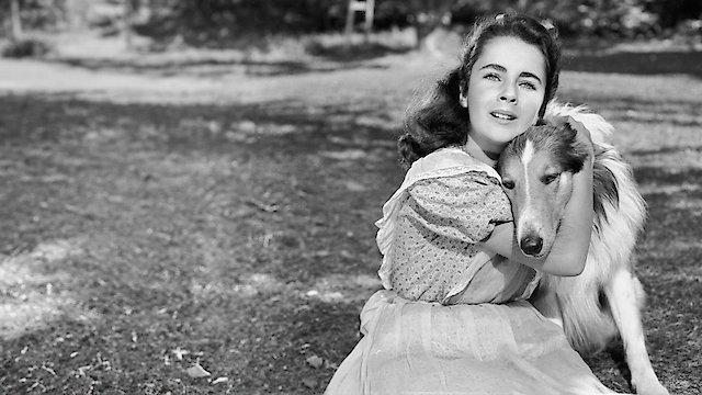 Watch The Courage of Lassie Online