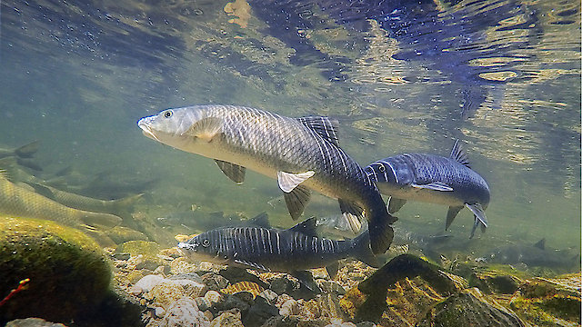 Watch Durienses Online