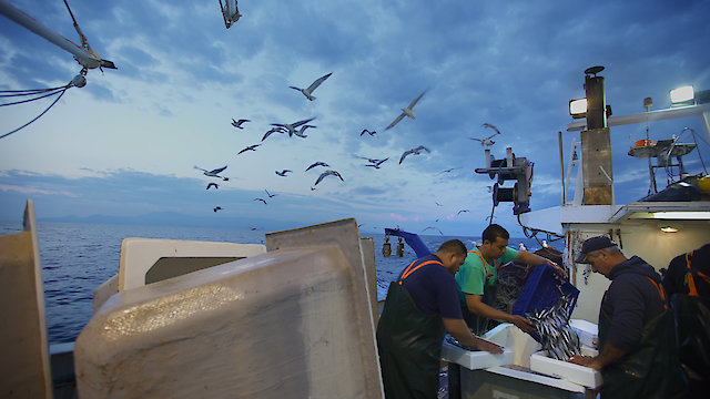 Watch Silent Fish Online