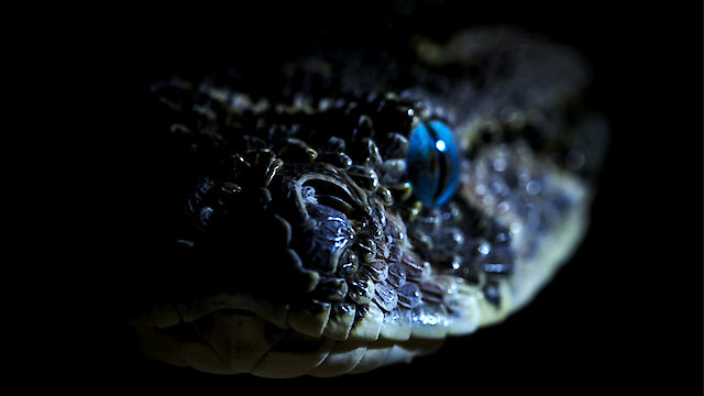 Watch In For the Kill Online