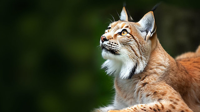 Watch Lynx - Close Up Online