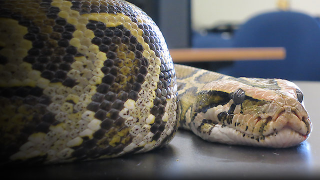 Watch Can I Eat That? Online