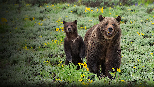 Watch Grizzly 399: Queen of the Tetons Online