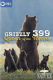 Grizzly 399: Queen of the Tetons