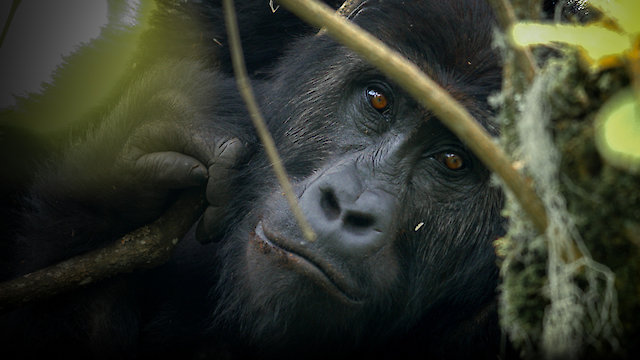 Watch Silverback Online