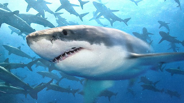 Watch Sharks: Predator of the Deep Online