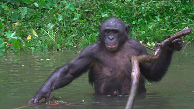 Watch Humans and Other Animals Online