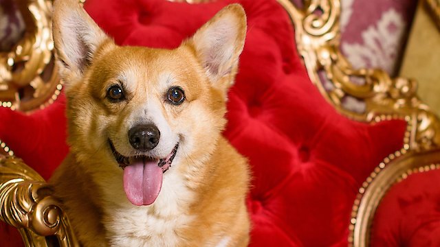 Watch Royals and Animals Til Death Do Us Part Online