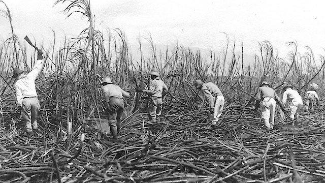 Watch Colonization Is Extinction Online