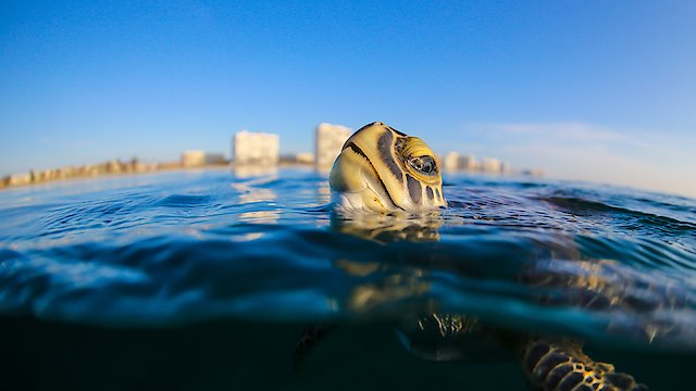 Watch Troubled Waters, a turtle's tale. Online