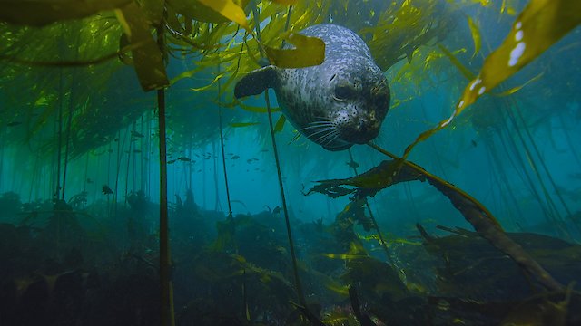 Watch Seals Bullies in Blubber Online