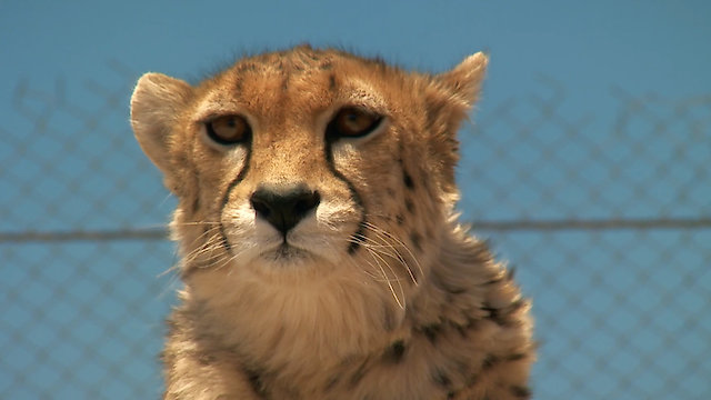 Watch The Last Surviving Cheetahs Online