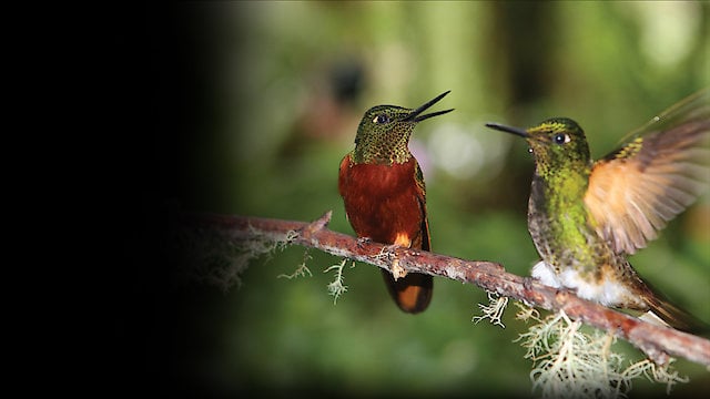 Watch Super Hummingbirds Online